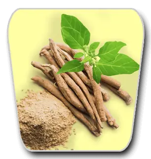 Ashwagandha roots, leaves, and powder representing a VidaCalm ingredient