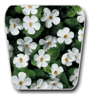White Bacopa monnieri flowers representing a botanical ingredient in VidaCalm