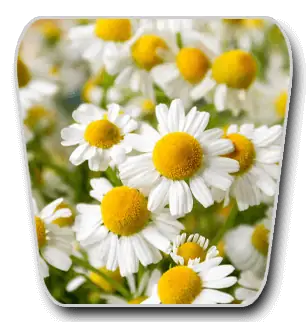 White chamomile flowers with yellow centers used to illustrate VidaCalm ingredients