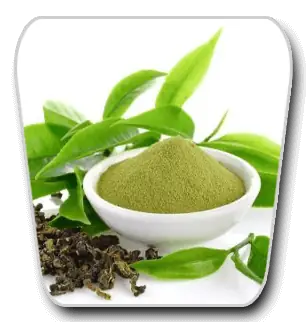 Green tea leaves and matcha powder illustrating L-theanine in VidaCalm