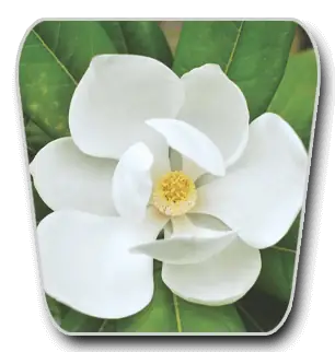 White magnolia flower representing magnolia bark in the VidaCalm formula