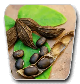 Mucuna pruriens seed pods and dark seeds on a green leaf