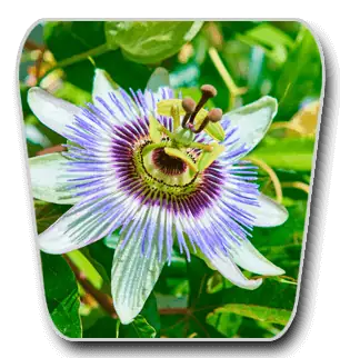 Purple passionflower blossom representing a botanical ingredient in VidaCalm