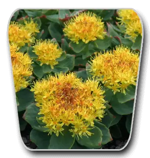 Yellow Rhodiola rosea flowers growing among green leaves