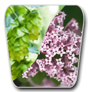 Green hop cones and pink valerian flowers illustrating VidaCalm botanicals